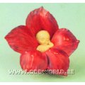 Dew Drop Babies C...
