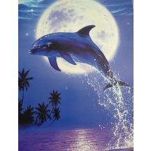 Dolfijn Grote Kaart Set Van 4 (kerst) Kaarten